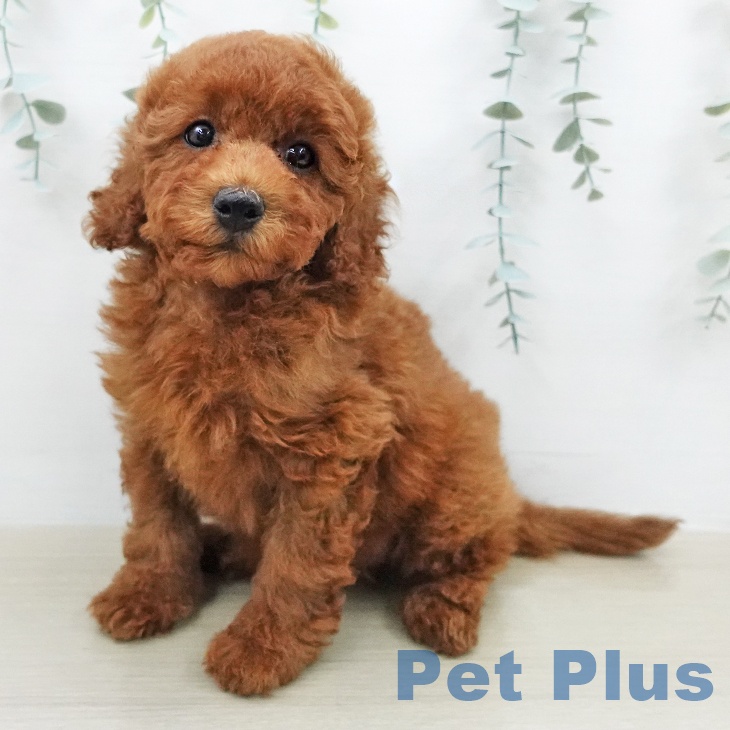 トイ・プードル