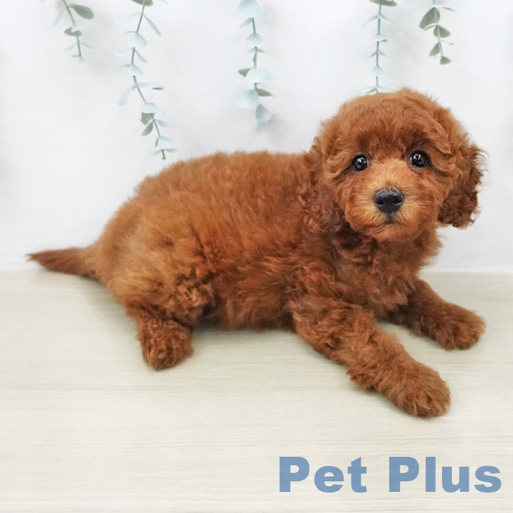 トイ・プードルの写真2