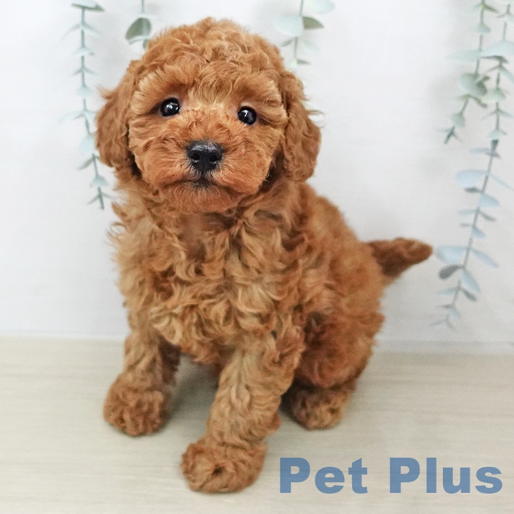 トイ・プードル