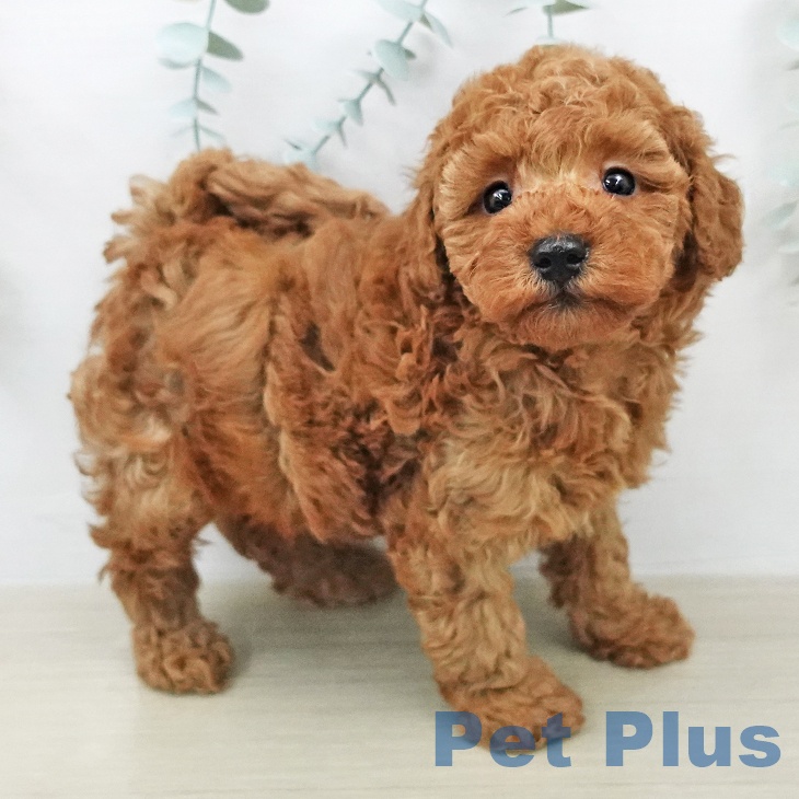 トイ・プードルの写真2