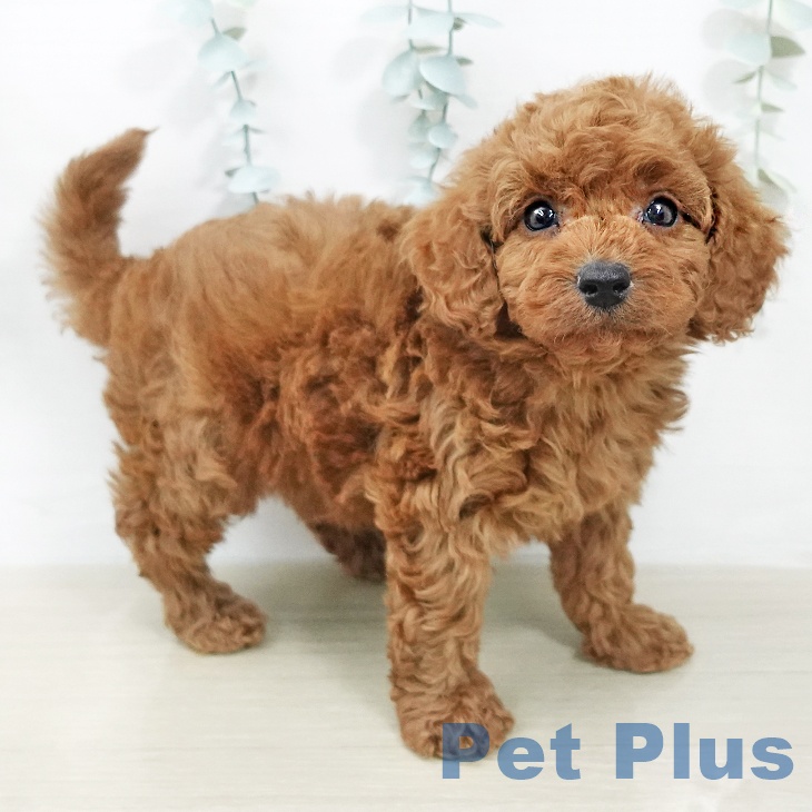 トイ・プードル