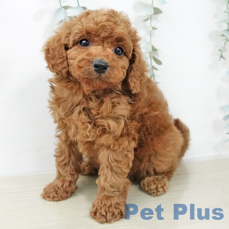 トイ・プードルの写真2