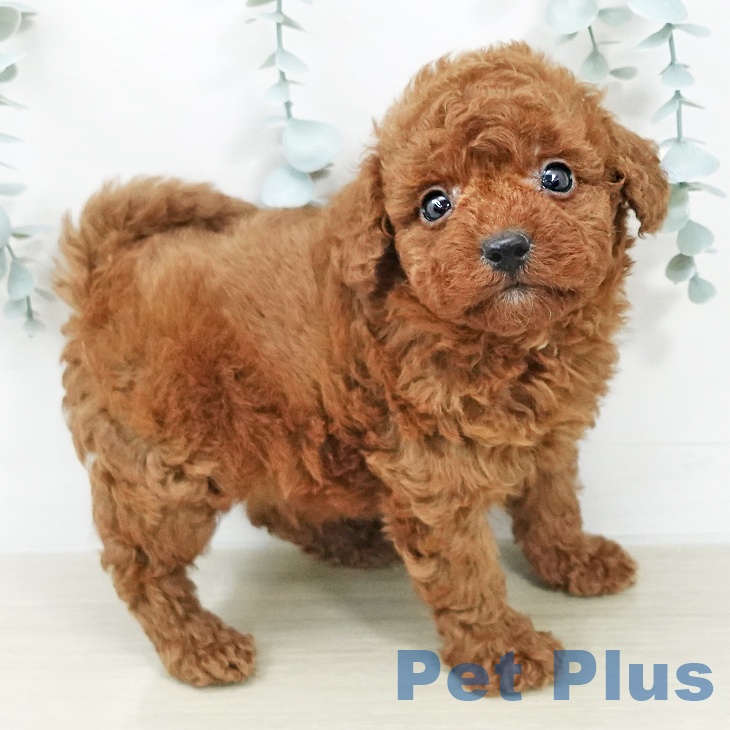 トイ・プードル