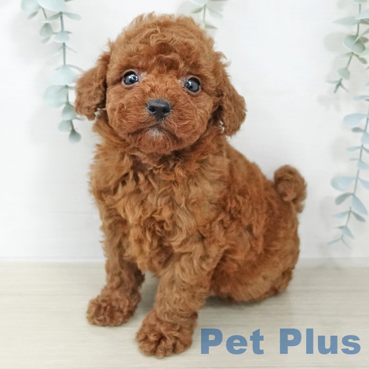 トイ・プードルの写真2