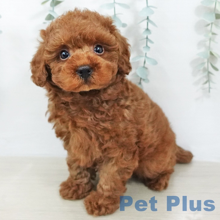 トイ・プードル