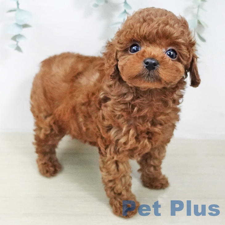 トイ・プードルの写真2