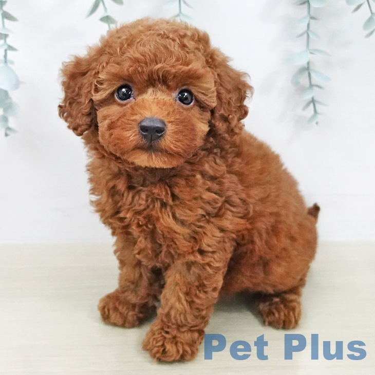 トイ・プードル