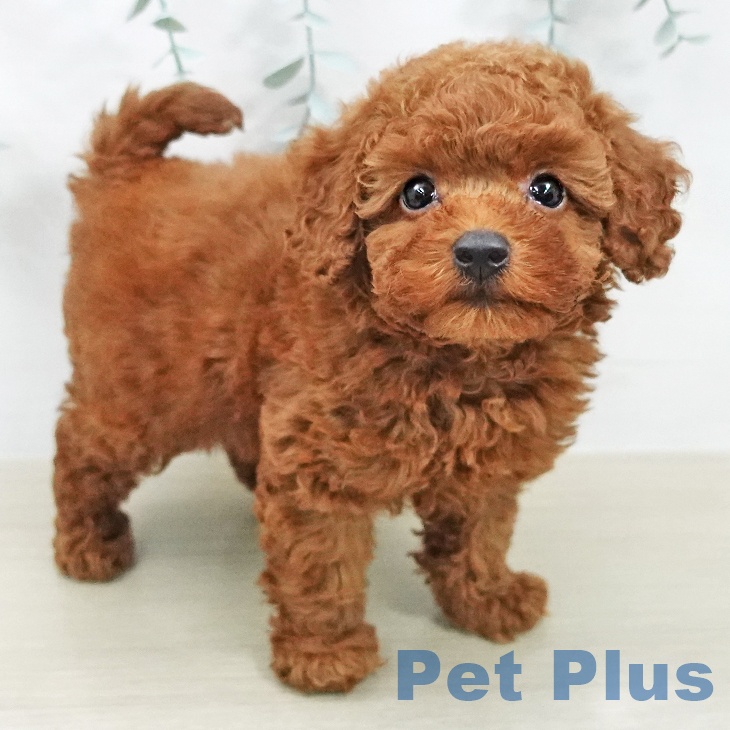 トイ・プードルの写真2