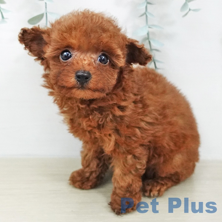 トイ・プードルの写真2