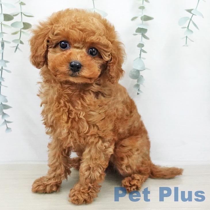 トイ・プードル