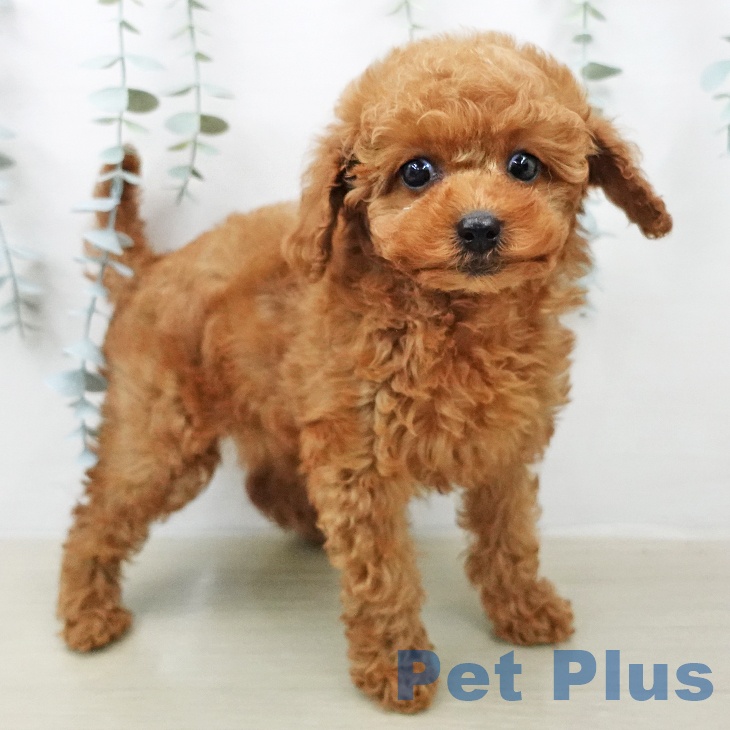 トイ・プードルの写真2