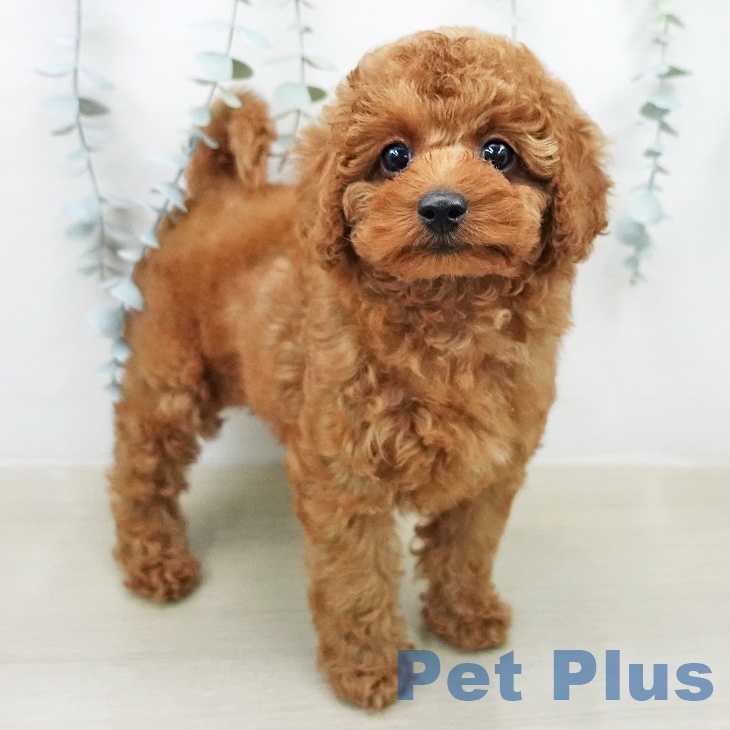 トイ・プードル