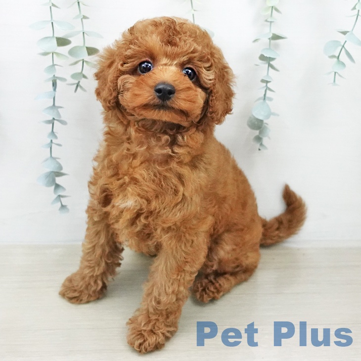 トイ・プードルの写真2