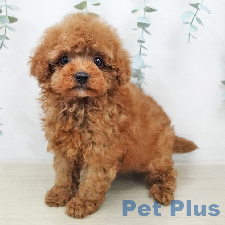 トイ・プードルの写真2