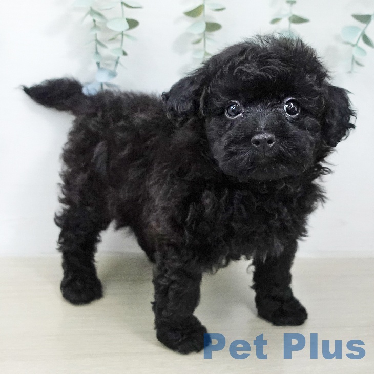 トイ・プードル