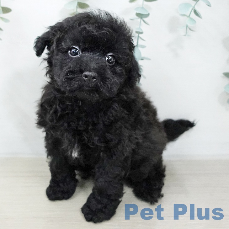 トイ・プードルの写真2