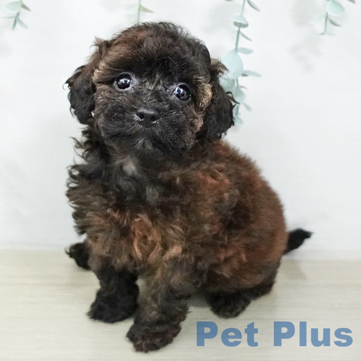 トイ・プードル