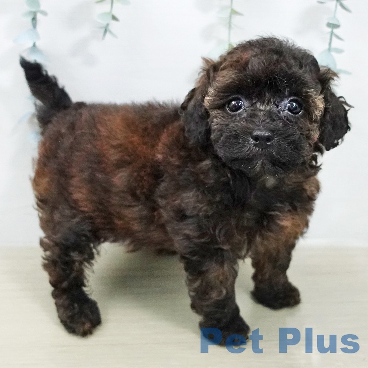 トイ・プードルの写真2