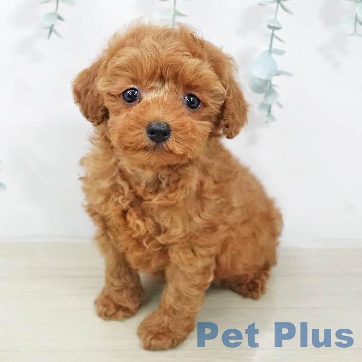 トイ・プードル