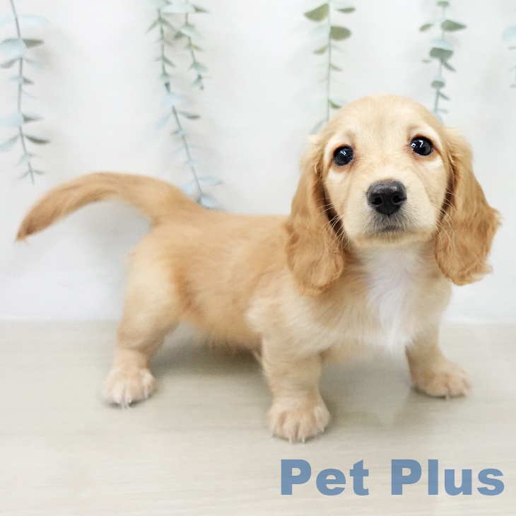 ミニチュア・ダックスフンド