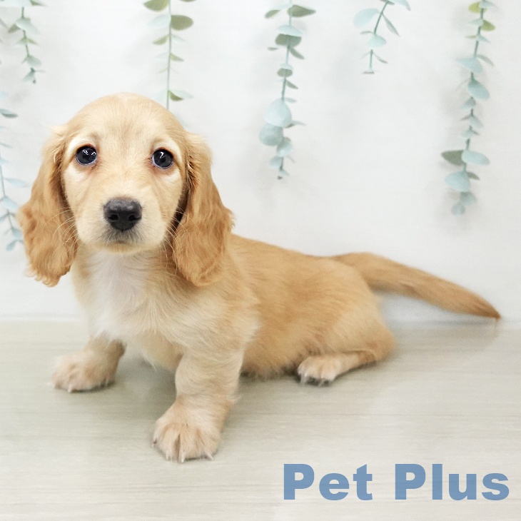 ミニチュア・ダックスフンドの写真2