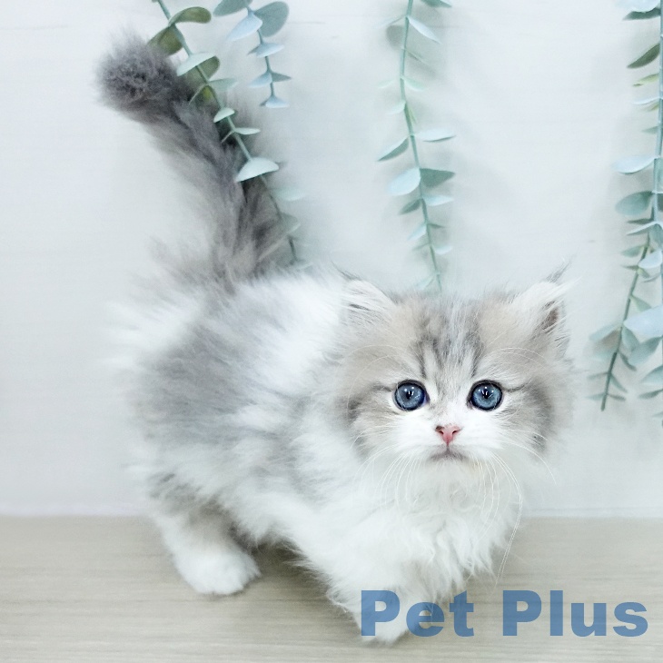 ミヌエットの写真2