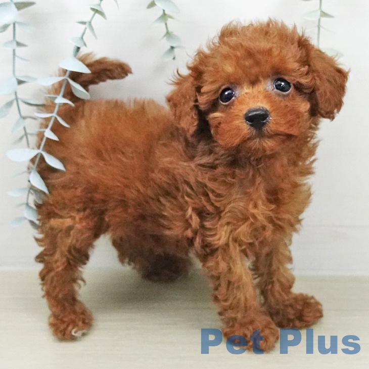 トイ・プードル