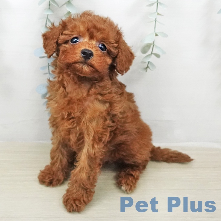 トイ・プードル