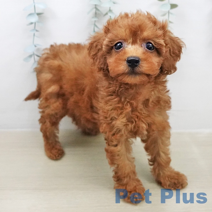 トイ・プードル