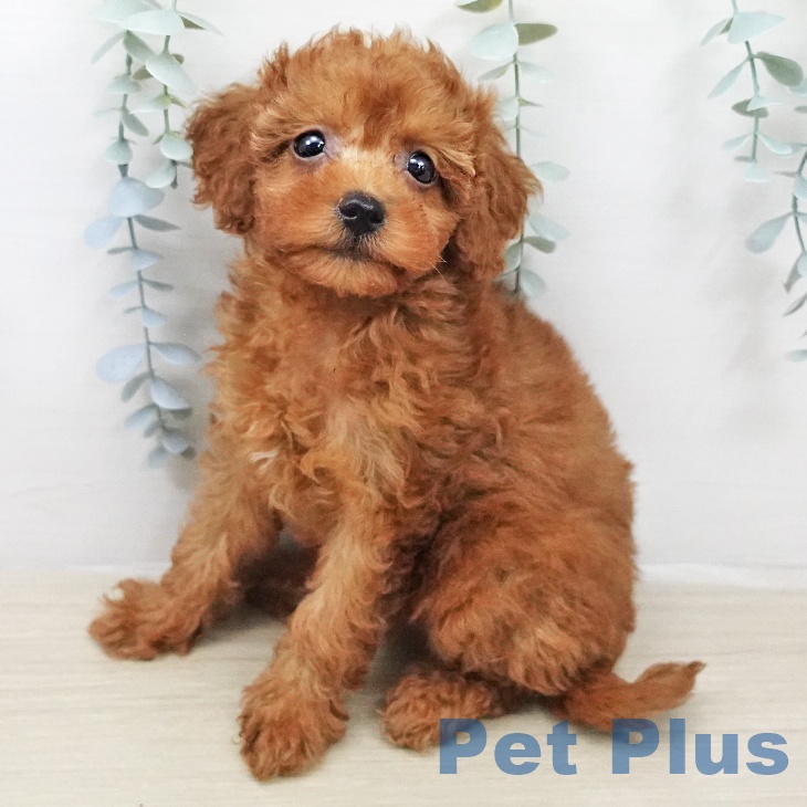 トイ・プードルの写真2