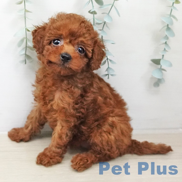 トイ・プードル