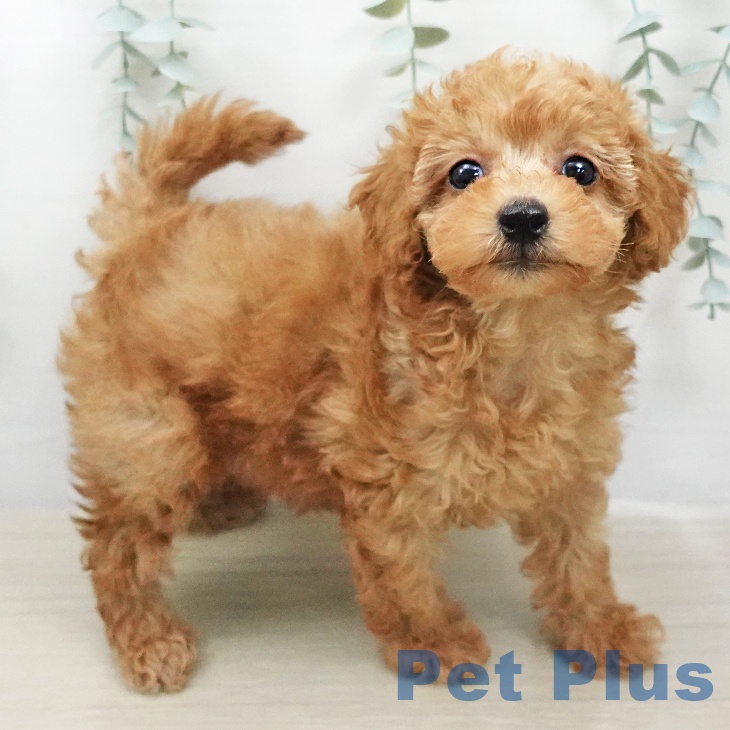 トイ・プードルの写真2