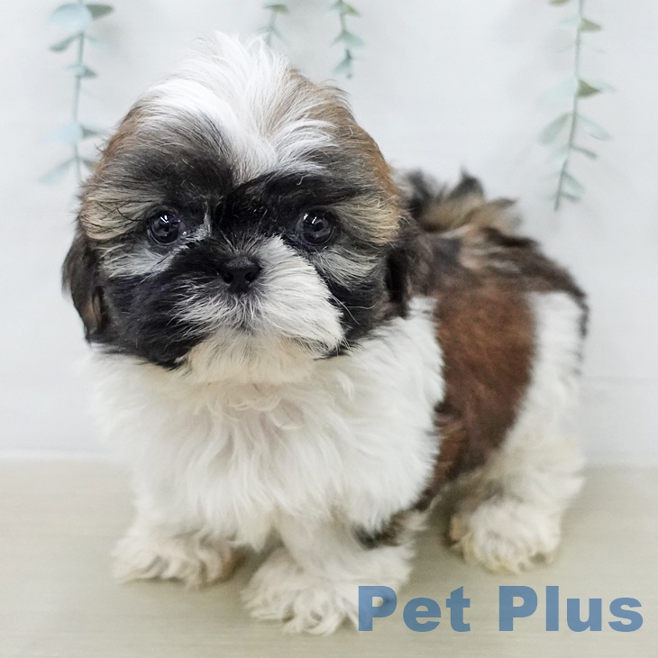 シー・ズーの写真2