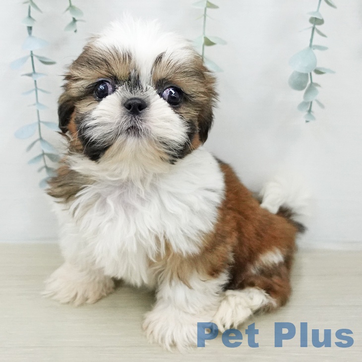 シー・ズーの写真2