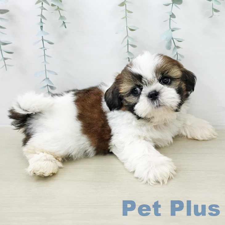 シー・ズーの写真2