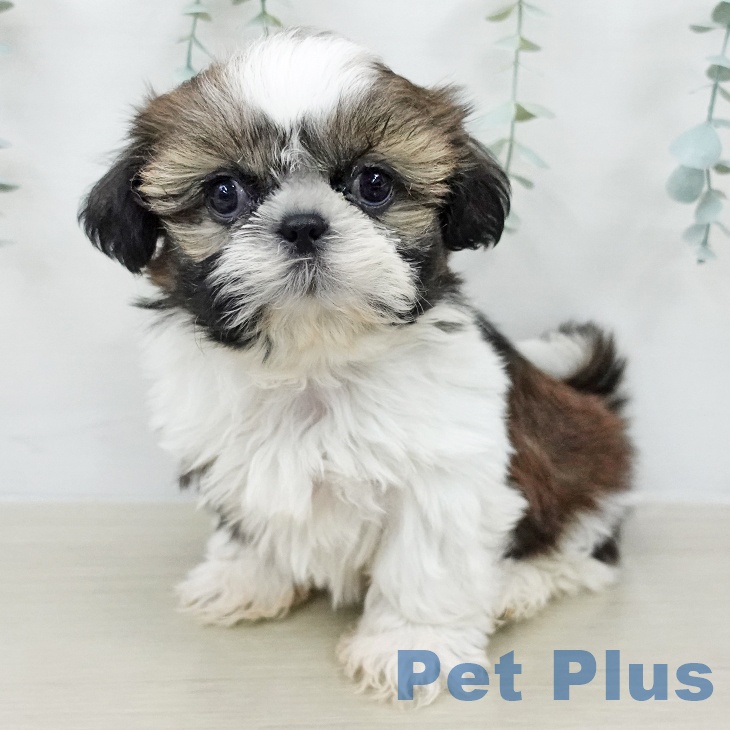 シー・ズーの写真2