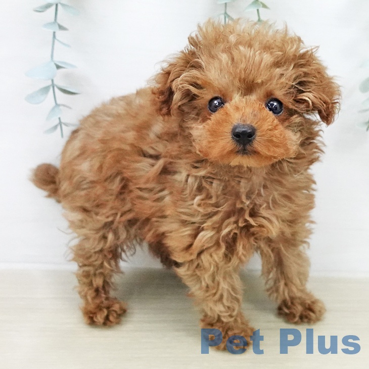 トイ・プードル