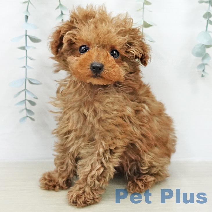 トイ・プードルの写真2