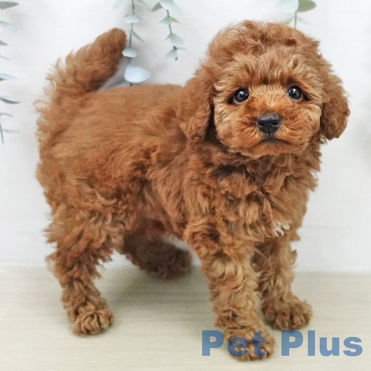 トイ・プードル