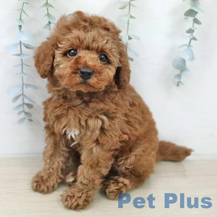 トイ・プードルの写真2