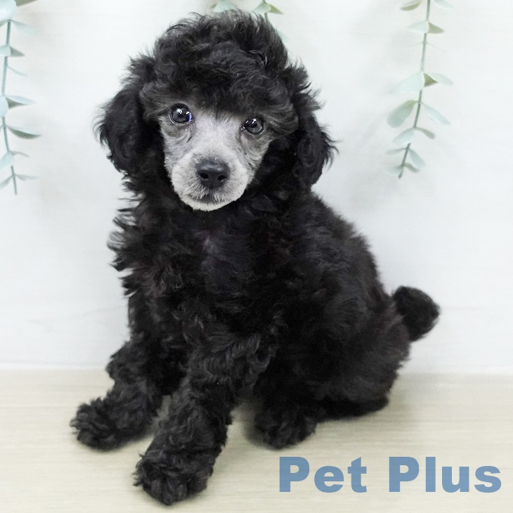 トイ・プードル