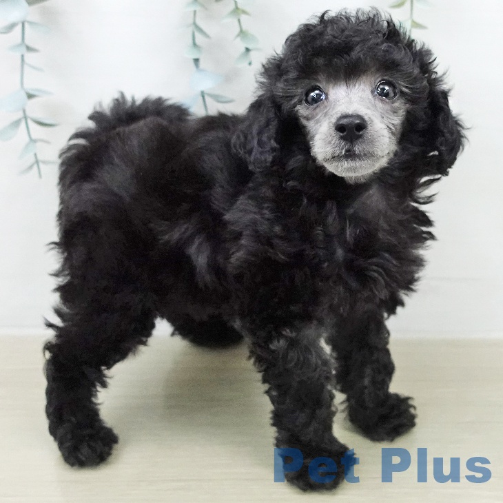 トイ・プードルの写真2