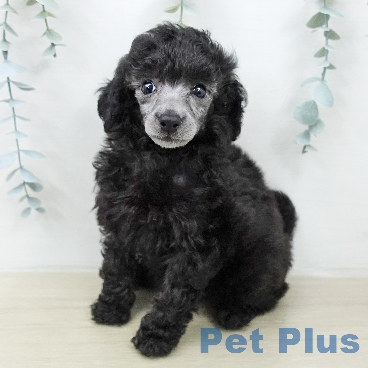 トイ・プードル