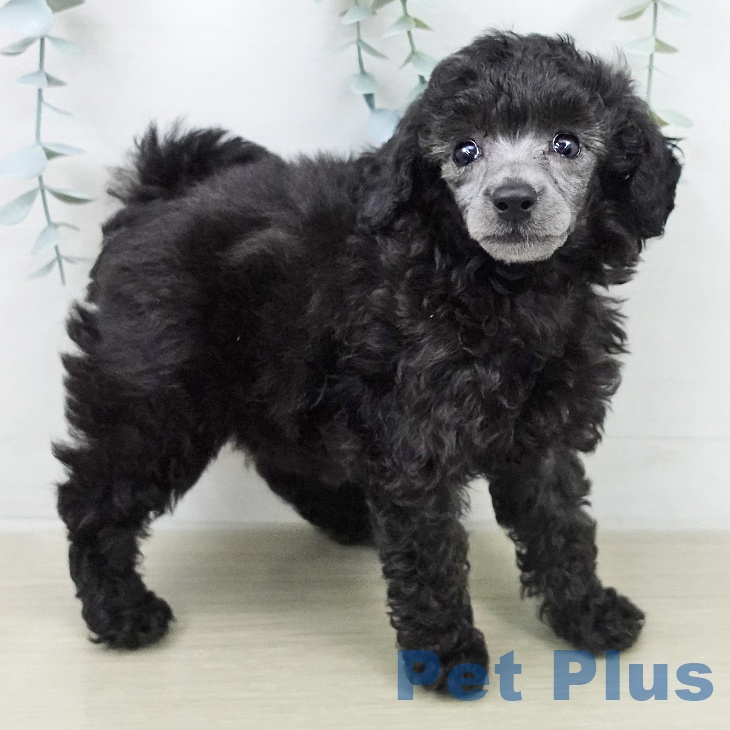 トイ・プードルの写真2