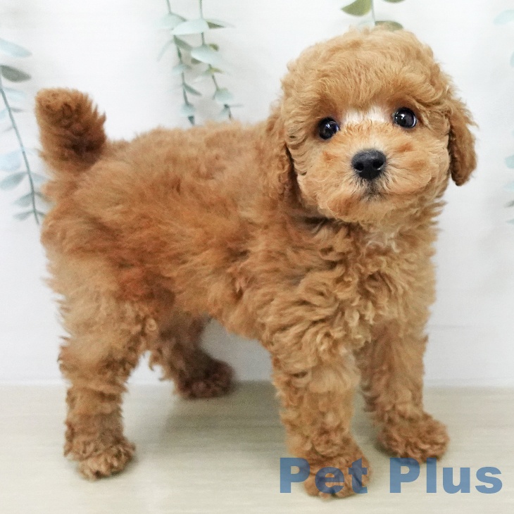 トイ・プードル