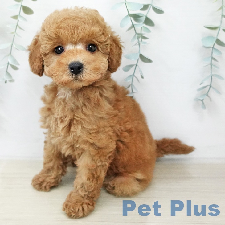 トイ・プードルの写真2