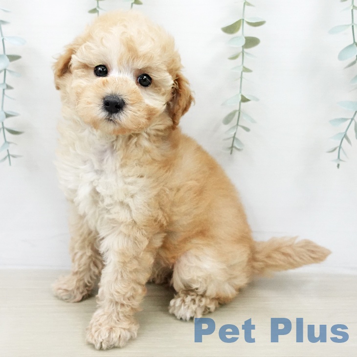 トイ・プードル