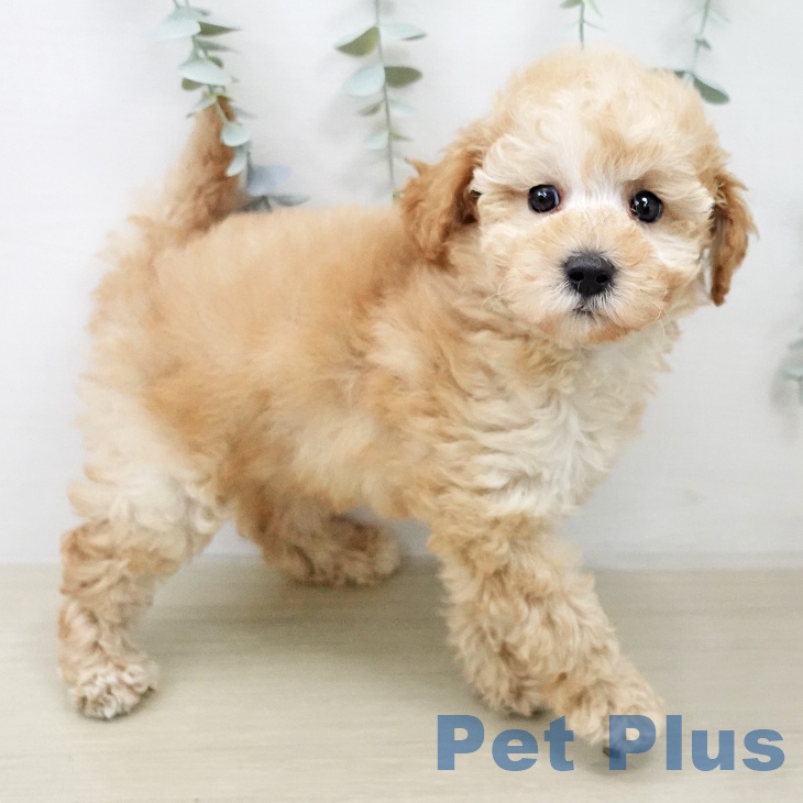 トイ・プードルの写真2