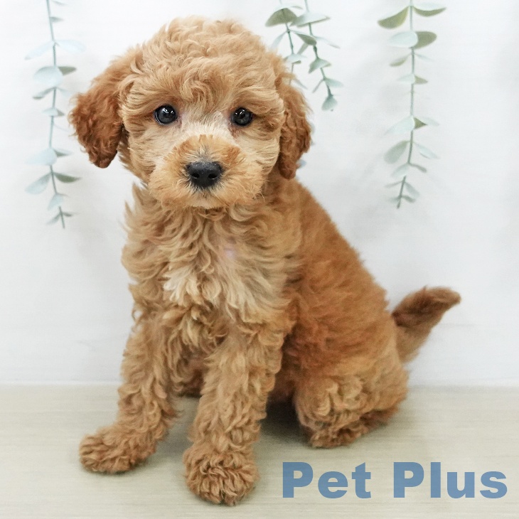 トイ・プードルの写真2