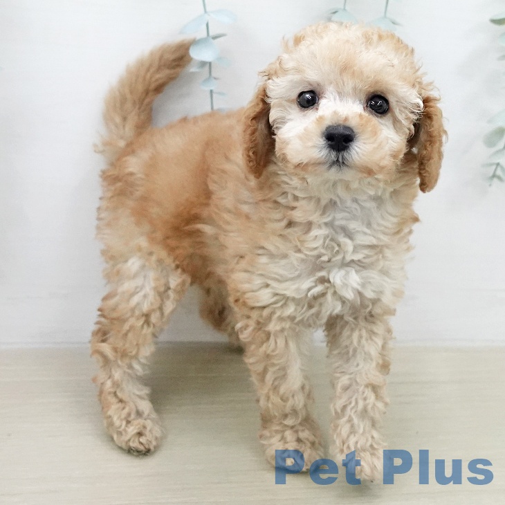 トイ・プードルの写真2